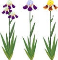 Set of iris plants with flowers of different colors and green leaves isolated on white